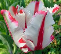 Tulpe, rot-weiß, Blütentraum, Frühlingsblume, Zwiebelblume, Garten, Blumenzitate, Lektorengärtchen