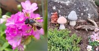 li: Wildbiene auf Grasnelken-Blüte; re: Betondeko im Vorgarten, Wichtel, Betonpilze; Gartenfreude, 70 Gartenzitate, Lektorengärtchen