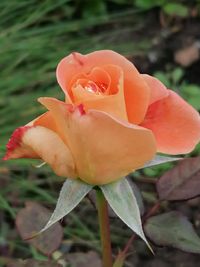 Edel-Rose, orange, Lektorengärtchen