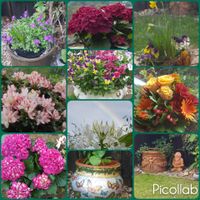 Collage, Blüten, Gardening, Lektorengärtchen